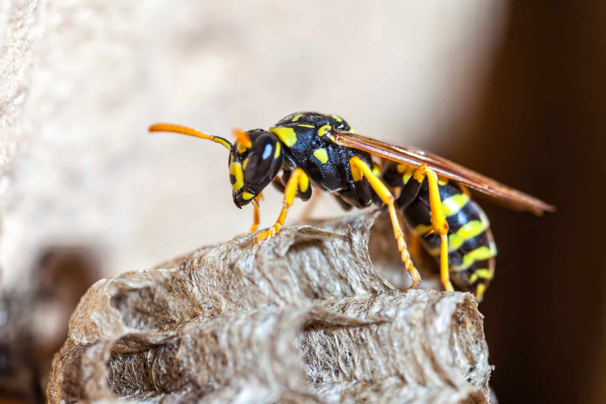 bee and wasp control