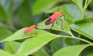 box-elder bugs on leaf.