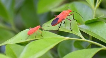 Common Pests in Vancouver Autumns
