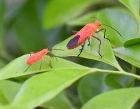 Common Pests in Vancouver Autumns