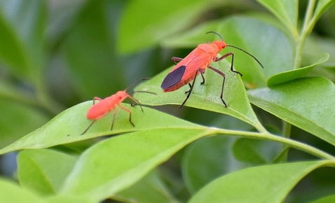 Common Pests in Vancouver Autumns