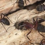 Signs of a Carpenter Ant Infestation - As Told by Langley Pest Control Experts