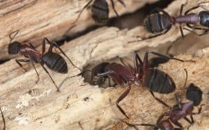 carpenter ant infestation