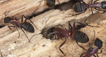 Signs of a Carpenter Ant Infestation — As Told by Langley Pest Control Experts