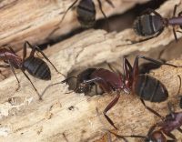 Signs of a Carpenter Ant Infestation — As Told by Langley Pest Control Experts