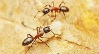 Identifying Carpenter Ants: Signs You Have a Carpenter Ant Problem