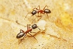 Identifying Carpenter Ants: Signs You Have a Carpenter Ant Problem