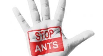 Red Alert for Fire Ants At Home: Call Surrey Ant Control ASAP