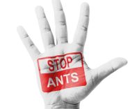 Red Alert for Fire Ants At Home: Call Surrey Ant Control ASAP