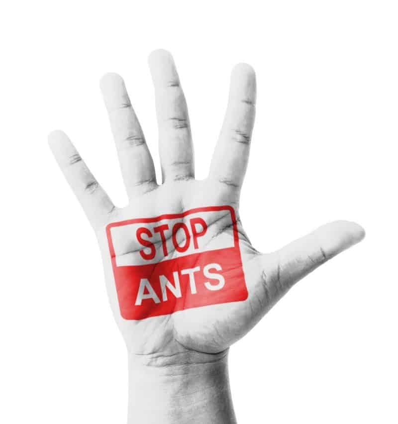 Red Alert for Fire Ants At Home: Call Surrey Ant Control ASAP