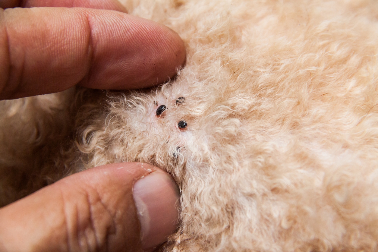 Comparing Various Types of Fleas