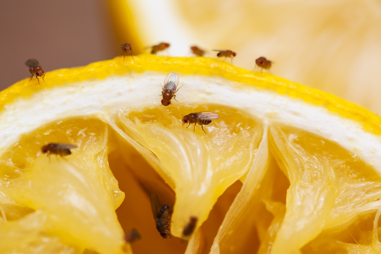 Preventing Fruit Fly Infestations