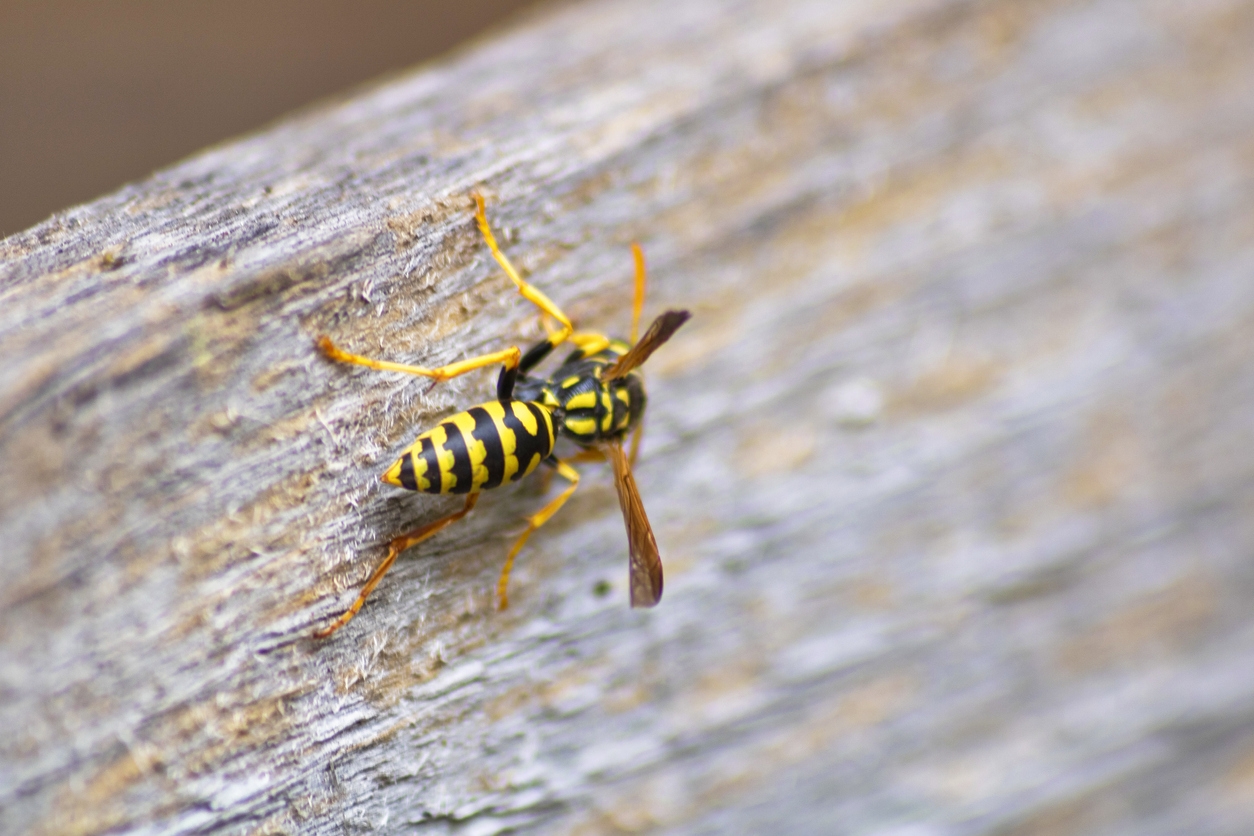 What NOT to do With a Wasp Infestation