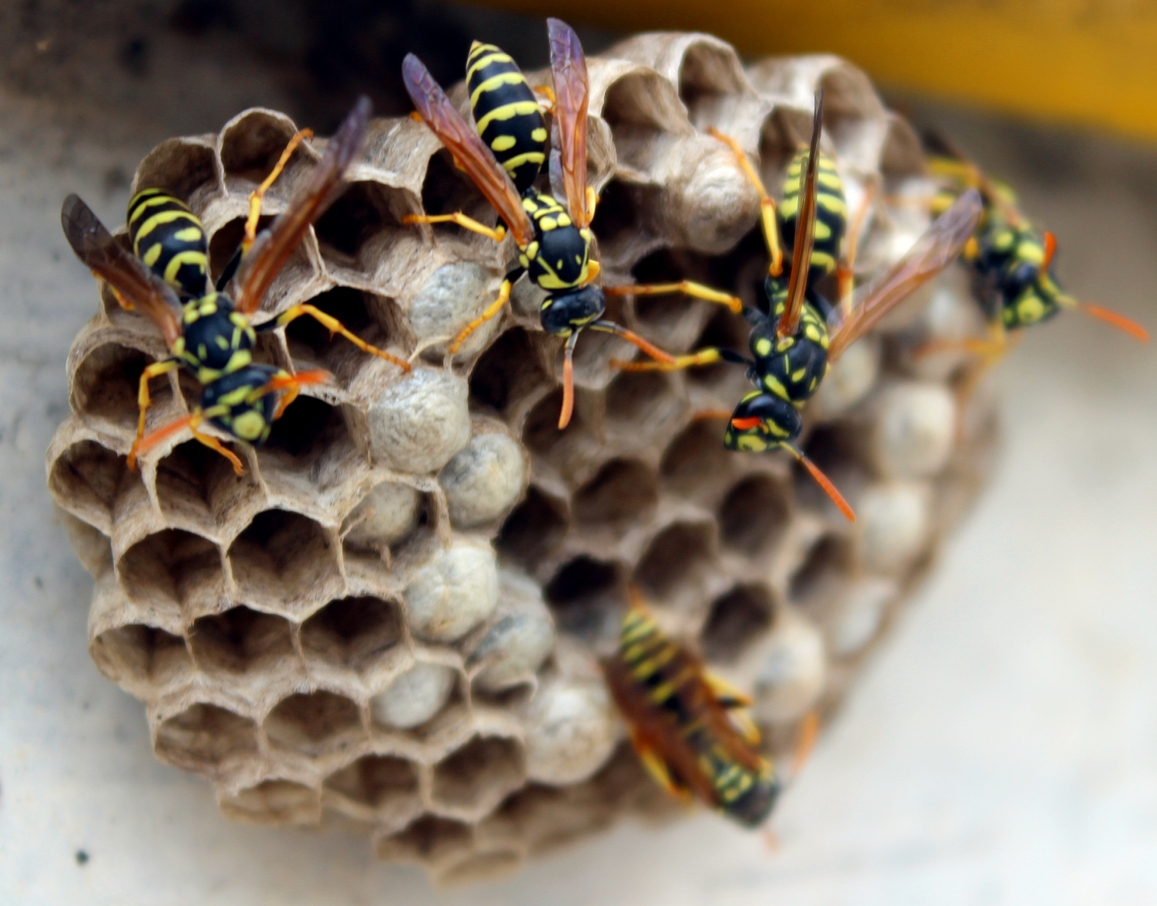 wasp exterminator