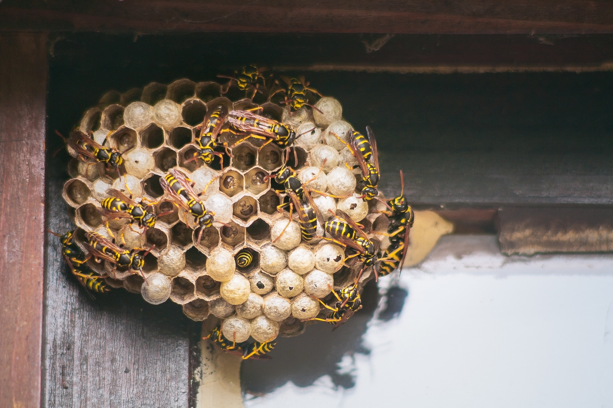 wasp nest