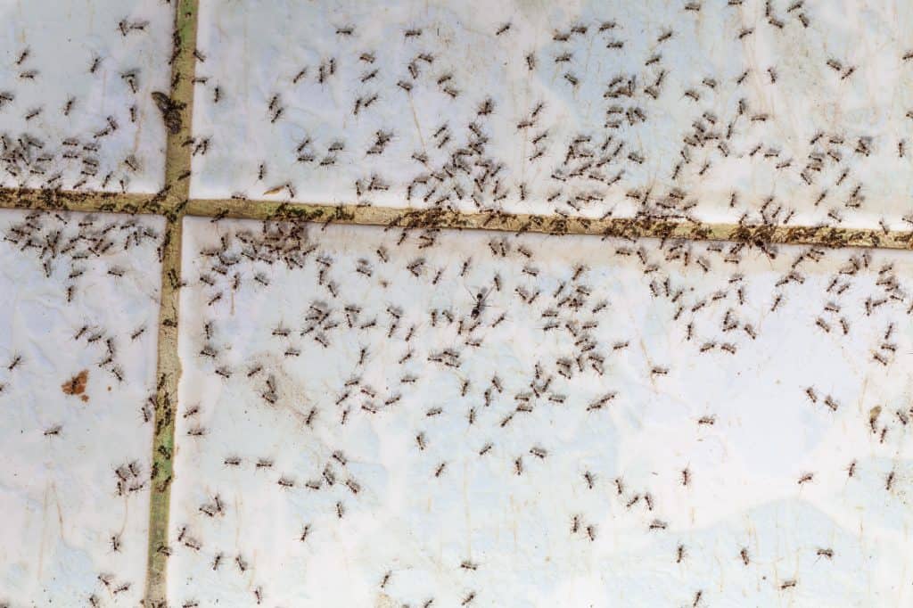 Carpenter Ants in house