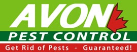 Metro Vancouver Pest Control Service – Customer's Choice