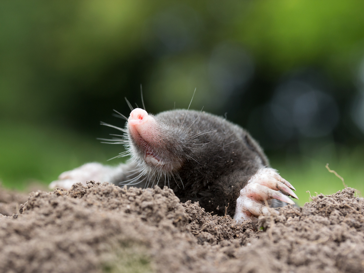 Everything You Need to Know About Garden Moles