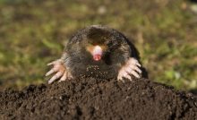 moles