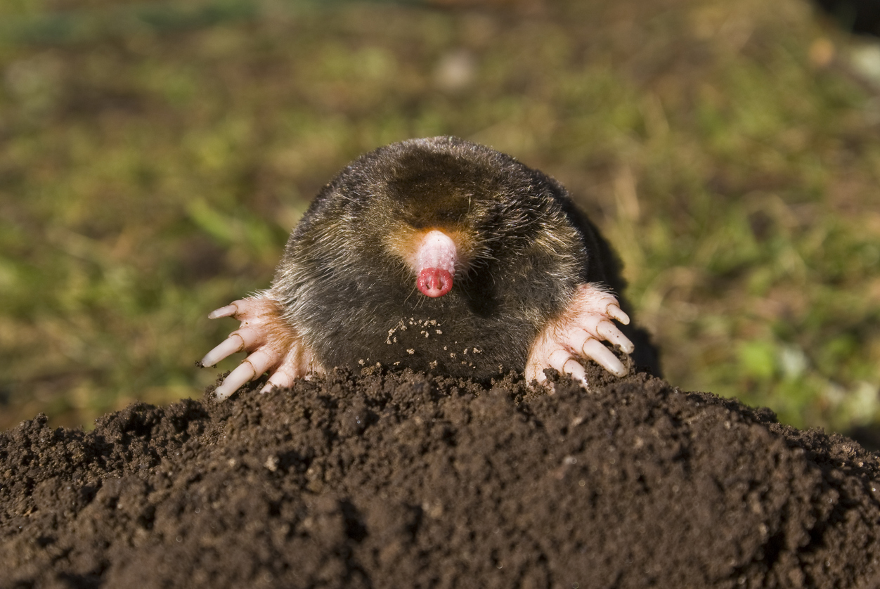 How to Prevent Moles from Choosing Your Property
