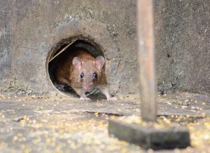 Mouse in hole