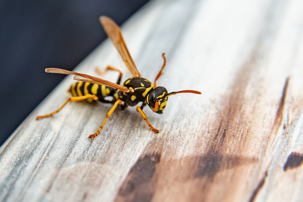 paper wasp