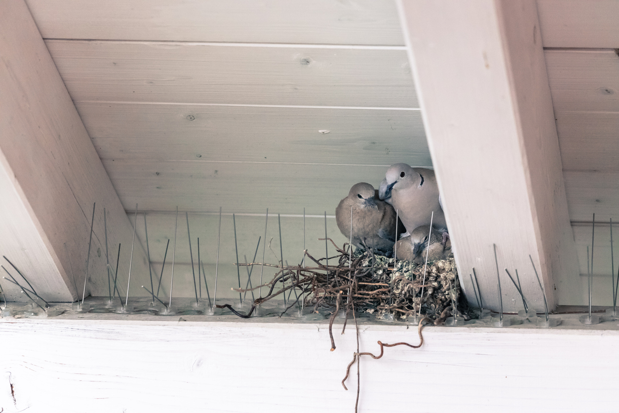 What Dangers do Pest Birds Pose?