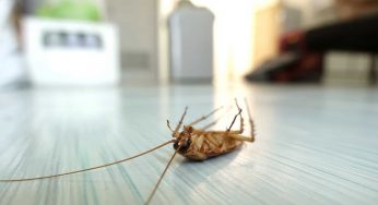 5 Common Businesses That Need Regular Pest Control Services