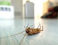 5 Common Businesses That Need Regular Pest Control Services