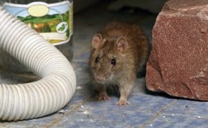 Rat in bathroom looking for water