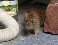 How to Get Rid of Rats In Your Home (And Keep Them Away)