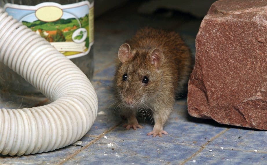 How to Get Rid of Rats In Your Home (And Keep Them Away)