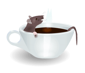 rat in coffee