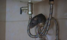 rodent infestation
