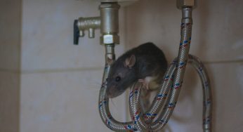 How to Prevent a Rodent Infestation