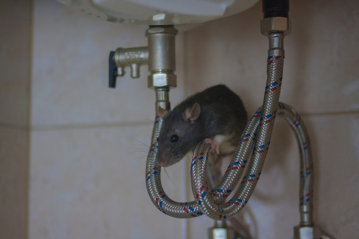 How to Prevent a Rodent Infestation