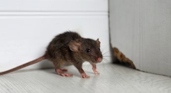 Crucial Signs of a Rodent Infestation