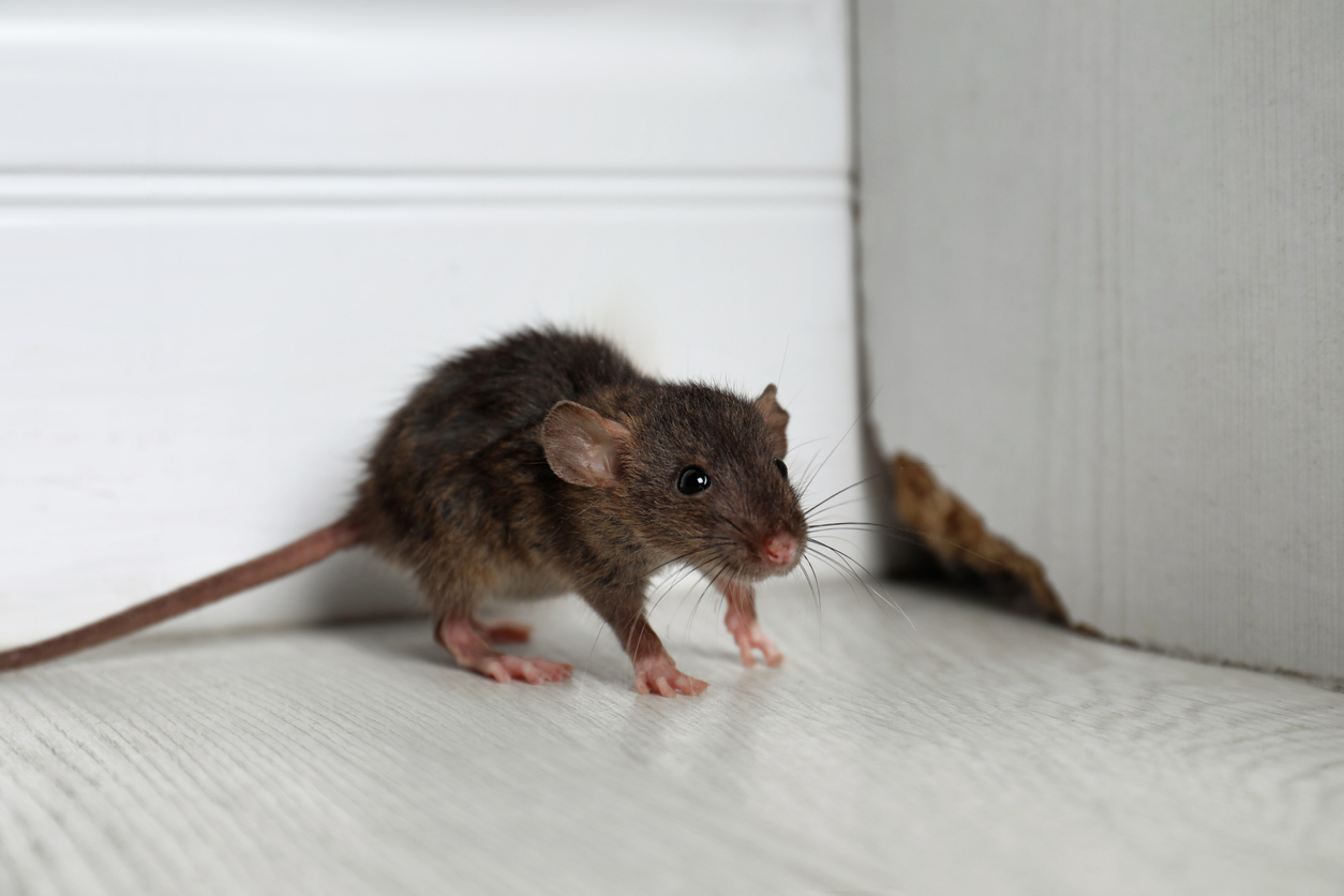 Crucial Signs of a Rodent Infestation