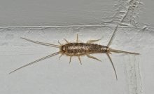 How to eradicate silverfish with Avon pest control