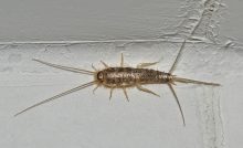silverfish