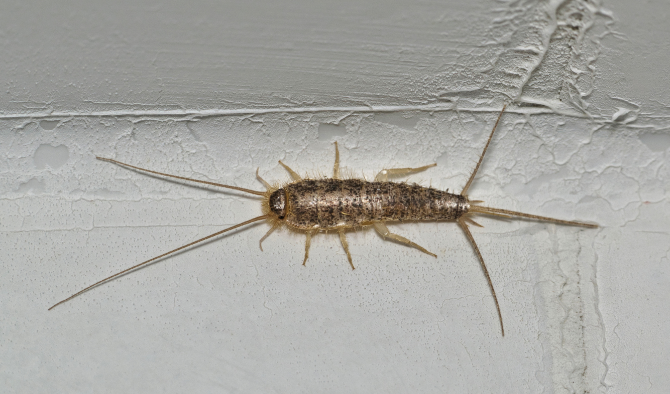 Everything You Need to Know About Silverfish