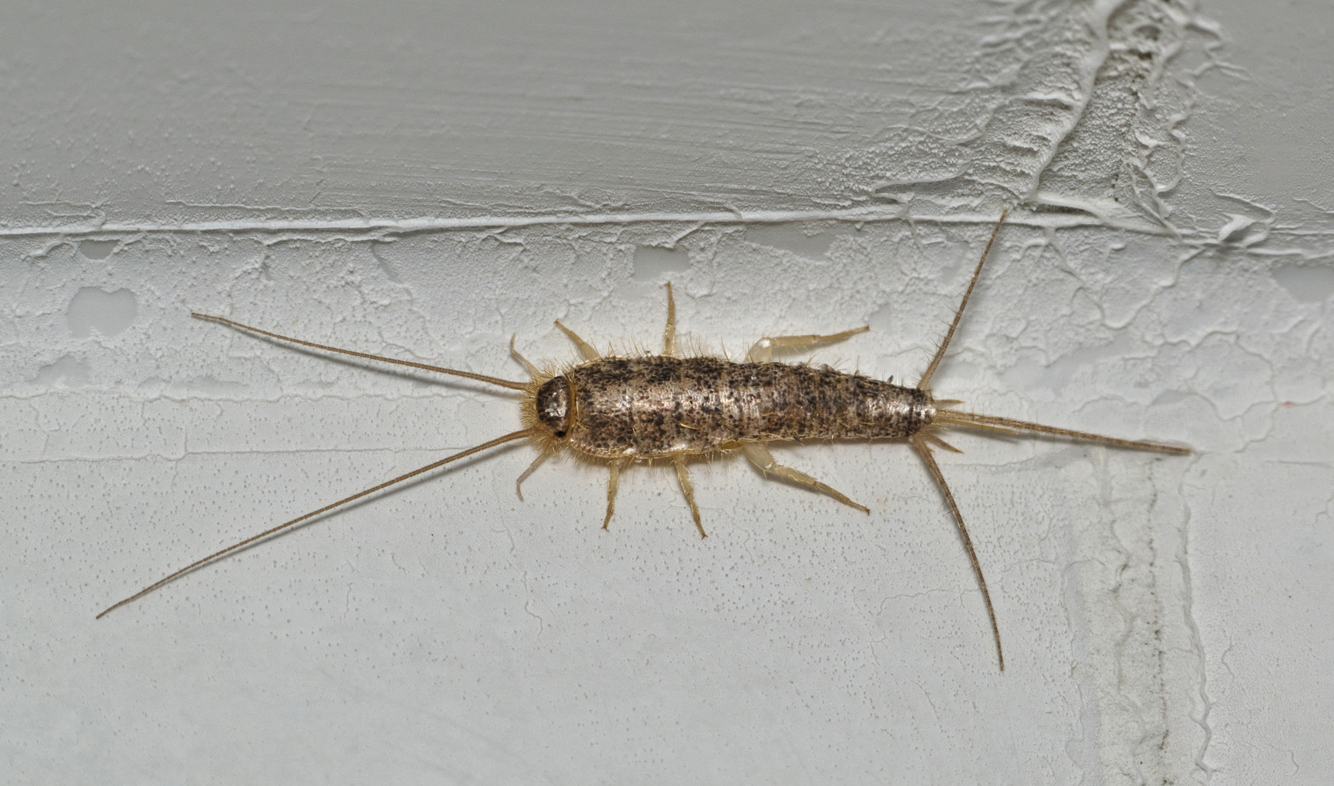 silverfish