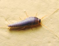 Silverfish Pest Control Tips for Businesses & Commercial Buildings