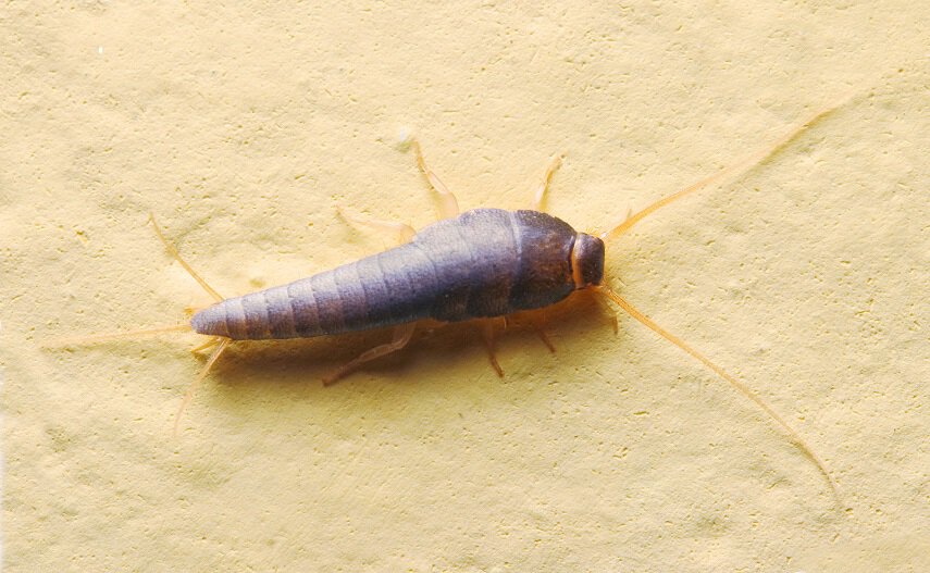 Silverfish Pest Control Tips for Businesses & Commercial Buildings