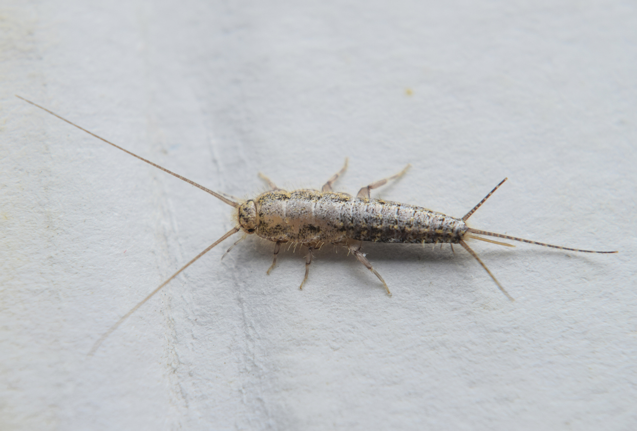 4 Tips for Preventing Silverfish in Your Home