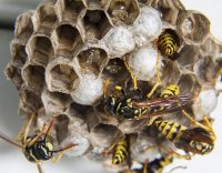 Cost of Wasp Exterminator and Wasp Nest Removal