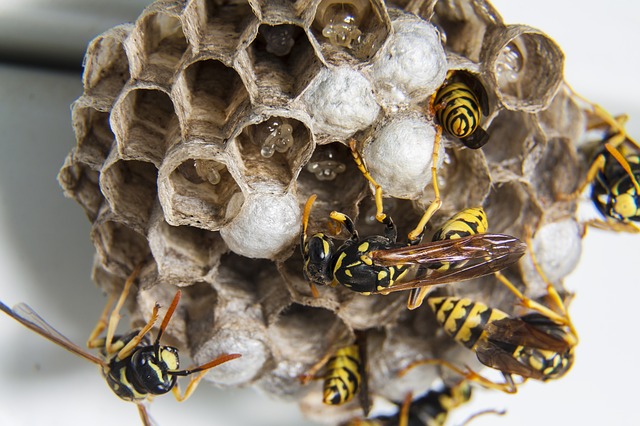 Wasp nest closeup