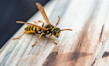wasp facts