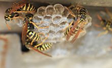 wasp facts