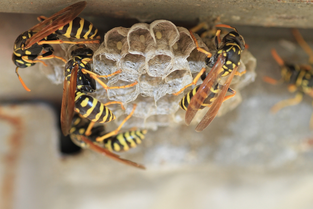 10 Facts About Wasps Everyone Should Know (Part 2)
